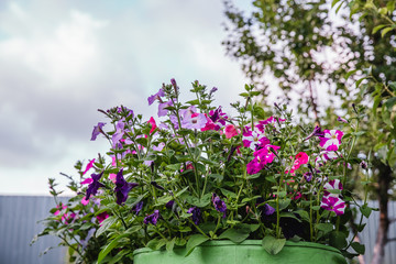 Petunia, Colorful Petunias Flower Nature Image Background