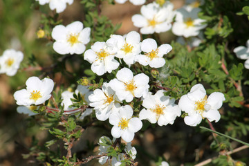 Dasiphora fruticosa (syn. Potentilla fruticosa) or Shrubby Cinquefoil. Cultivar with white flowers - obrazy, fototapety, plakaty