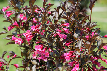 Weigela florida. Cultivar with pink flowers and dark purple leaves