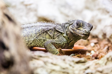 Hydrosaurus pustulatus, lézard