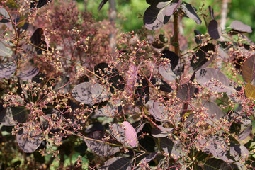 Cotinus coggygria (syn. Rhus cotinus) or European smoketree. Cultivar with purple leaves