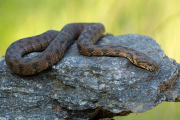 viperine water snake - Natrix maura