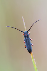 a beetle - Phytoecia pustulata