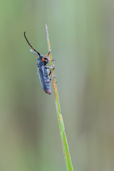 a beetle - Phytoecia pustulata