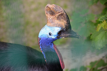cazuar, ostrich close up