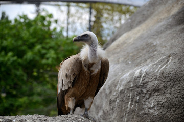 griffin sitting on a stone