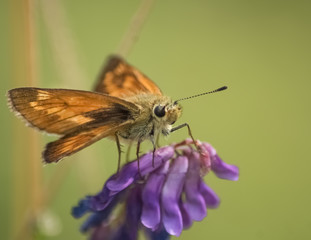 Schwarzkolbiger Braun-Dickkopffalter