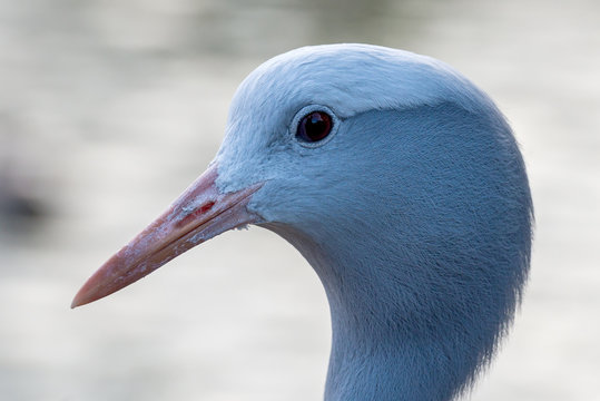 The blue crane (Grus paradisea)