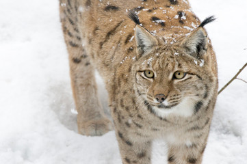 Obraz premium A lynx in the Bohemian Forest.