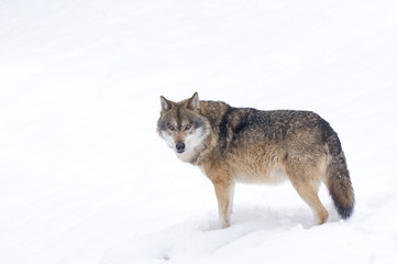 Fototapeta premium A wolf in the Bohemian Forest, Germany.