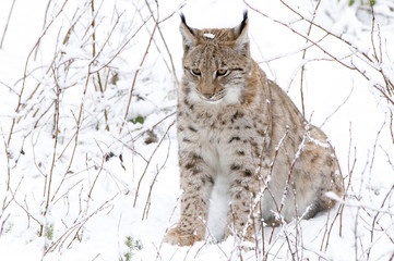 A lynx in the Bohemian Forest.