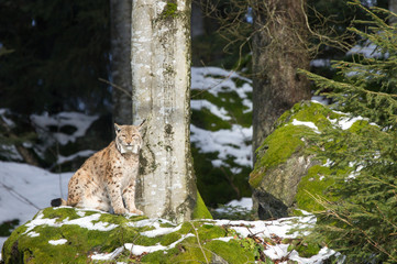 A lynx in the Bohemian Forest.
