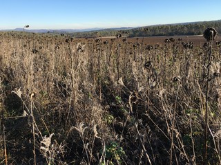 Field of Dry Sunflowers on sunny winter day at Nature Park Eifel, Germany