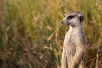 Meerkat - Stokstaartje - Suricata suricatta - Botswana