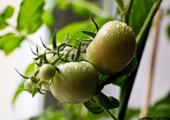 green tomatoes in the kitchen window