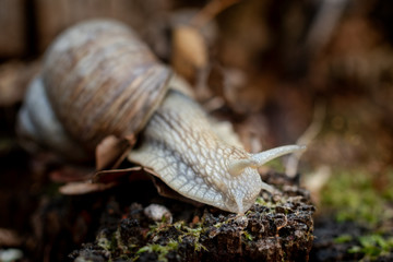Edible snail on moss on forest floor