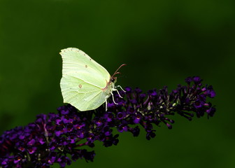 Falter,Zitronenfalter,Schmetterling
