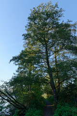 Roterle am Wegesrand