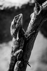 Iguane dragon sur une branche