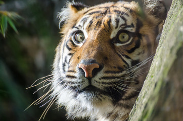 The hypnotic and fascinating gaze of a Sumatran tiger. It lives in Asia, in the tropical forests of the Indonesian island of Sumatra. 