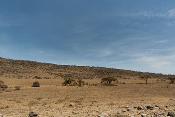 Fototapeta na wymiar Serengeti - Tansania