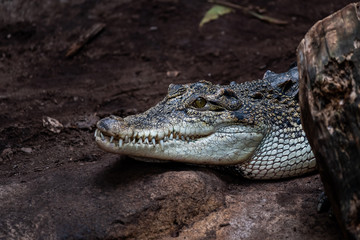 Crocodile du Siam