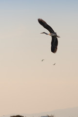 Grey heron flying during the sunset in Vistonida lake, Rodopi, Greece