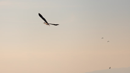 Grey heron flying during the sunset in Vistonida lake, Rodopi, Greece