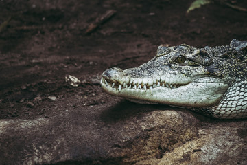 Fototapeta premium Crocodile du Siam