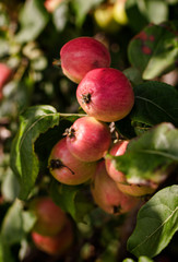 wild ripe red apples in autumn