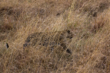 Leopard (Panthera pardus)