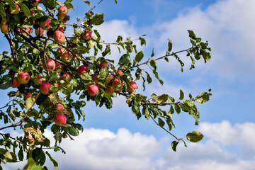 wild ripe red apples in autumn