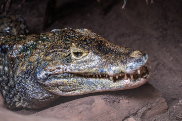 Crocodile du Siam