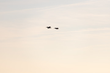 Pelicans flying during the golden hour before sunset