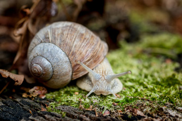 Edible snail on moss on forest floor