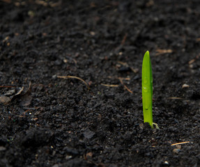 green fresh spring plant sprout in the ground