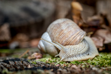 Edible snail on moss on forest floor