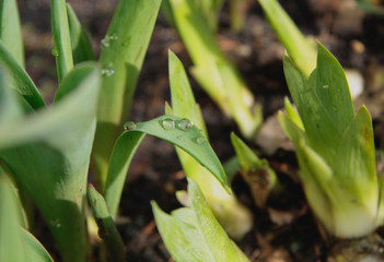 Obraz premium green fresh spring plant sprout in the ground