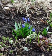green fresh spring plant sprout in the ground
