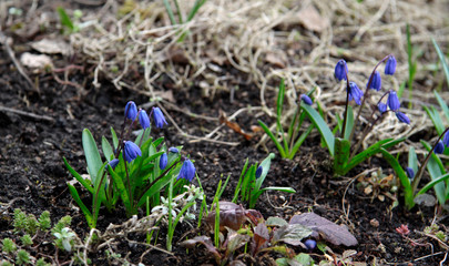 green fresh spring plant sprout in the ground