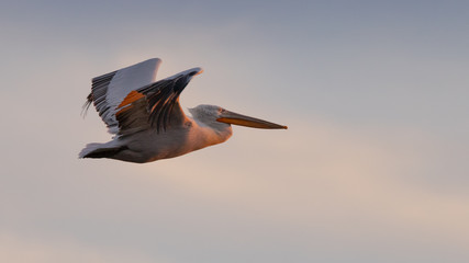Beautiful pelican flying in the blue sky during sunset