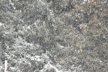 Schnee vor Tannen