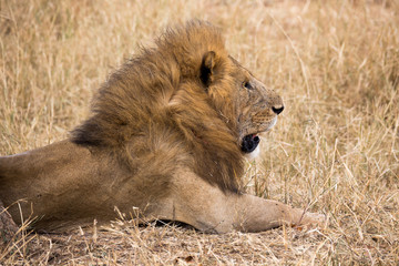 Löwe (Panthera leo)