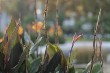 volksgarten vienna fall autumn floral botanic