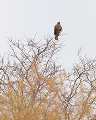 Hawk sitting on a tree branch in Porto Lagos, Rodopi, Greece