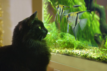 Black cat watching looking at aquarium fish. - 241848240