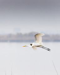 White heron flying over Vistonida lake, Rodopi, Greece during sunset