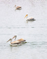 Pelicans swimming in Vistonida lake, Rodopi, Greece