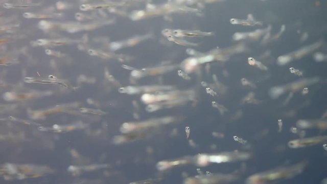 カタクチイワシの稚魚 繁殖 水族館