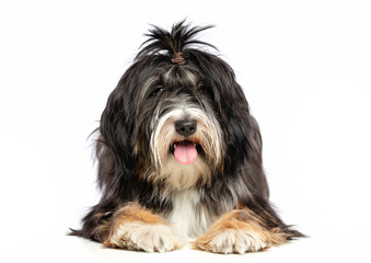 Tibetan Terrier  Dog  Isolated  on White Background in studio